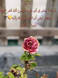 أسأل الله العظيم الدائم بلا أمد العزيز بلا سند الواحد الأحد الفرد الصمد الذي لم يلد ولم يولد ولم يكن له كفوا احد أن ينير وجوهكم flowers plants rose