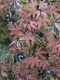 Japanese maple trees (acer palmatum) are both graceful and versatile members of the landscape. Pin On Japanese Maple