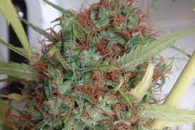 Afghani Nepali Northern Mexico Hybrid Seeds Marijuanasaveslives Org
