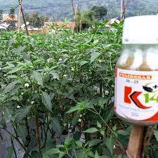 We did not find results for: Zpt Pembesar Umbi Dan Buah