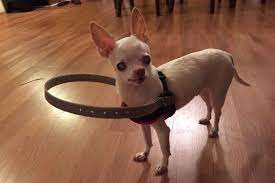 This Cute Blind Dog Can Walk With Confidence Thanks To His Owner S Invention Blind Dog Diy Dog Stuff Pretty Dogs
