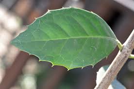 Image result for Elaeodendron croceum