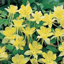 Pin On Perennial Plants