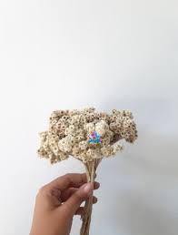 Bunga edelweis jadi kontroversi terbaru atta dan aurel setelah putri krisdayanti dan anang hermansyah itu mengunggah foto dirinya memegang tanaman tersebut. Jual Bunga Edelweiss Edelweis Kering Bunga Edelweis Bunga Kering Di Lapak Giogio Sisters Bukalapak