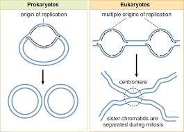 Dna Replication In Prokaryotes And Eukaryotes Prokaryotes Dna Replication Mitosis