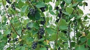 Image result for indiánská borůvka obrázek