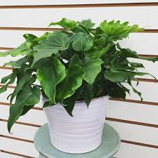 This Listing Is For 1 Philodendron Little Hope Plant In A 6 Growers Pot Ceramic Pot Not Included Philodendron Little Hope Plants Indoor Plants Garden Plants