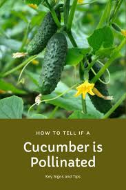 Image result for how to self pollinate cucumbers