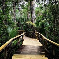 11 Hiking Trails In South Florida That Are Perfect For Fall Narcity Hiking In Florida Florida Trail Florida Trees