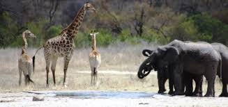 Afrika Da Safari Celebi Alper Seyahat Ozgurluktur Gezi Rehberi