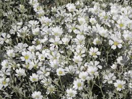 Image result for Cerastium indicum