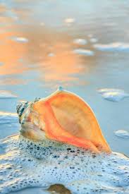 Do You Hear It Sea Shells Ocean Beach