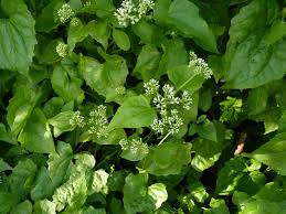 Image result for Mikania