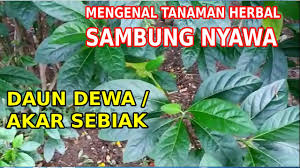 Daun sambung nyawa paling banyak ditemui di pulau jawa, sumatera. Mengenal Tanaman Herbal Sambung Nyawa Daun Dewa Akar Sebiak Youtube