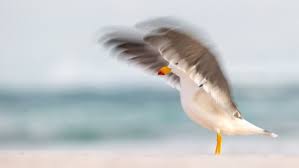 Ese ejercicio ocupa todo su tiempo y energía. Juan Salvador Gaviota Cumple 50 Anos Por Que Volo Tan Alto Y Que Nos Enseno