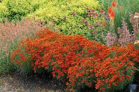 Image result for Stemodiopsis rivae