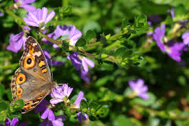 Image result for Wahlenbergia paludicola