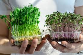 Trend Microgreens Superfood Ohne Erde Anbauen So Geht S In 2020 Superfood Rotkohl Sprossen