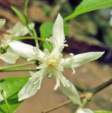 Image result for Indigofera paniculata