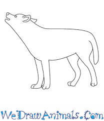 Learn a easy way how to draw a wolf in this narrated step by step drawing of a wolf. How To Draw A Wolf Howling
