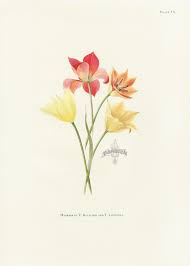 Dykes Tulip Prints 1930 Flower Drawing Botanical Art Botanical Prints