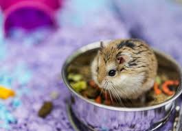 Females should be bred for the first time when they are closer to 4 months old (males can be bred by 3 months of age). Roborovski Dwarf Hamsters As Pets 17 Questions Answers Family Life Share