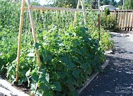 We did not find results for: 25 Functional Diy Cucumber Trellis Ideas Balcony Garden Web