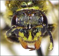 Image result for Isoglossa perdita