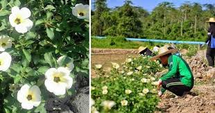 Bunga tunggal, bunga majemuk, penyusutan, & anuitas. Pagar Pokok Bunga Pukul 10 Cegah Babi Hutan Rosakkan Tanaman Di Kebun Viral Meletop
