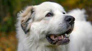 White coated pyrenees from color bred lines may have black spotted skin but the coat remains pure white when mature. Great Pyrenees Dog Breed Information Facts Traits Pictures More