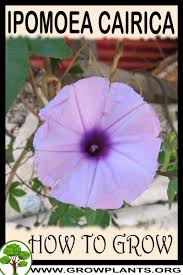 Image result for Ipomoea crassipes