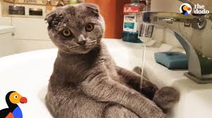 Cat Loves Taking Showers In The Sink The Dodo Funny Cat Videos Cats Cat Gif