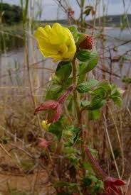 Image result for Ludwigia octovalvis