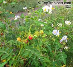 Image result for Solanum supinum