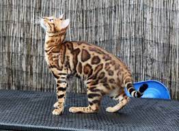 pin auf bengal kittens
