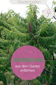 Die Verbreitung Des Essigbaums Verhindern Oder Ihn Bekampfen In 2020 Essigbaum Straucher Garten Gartentipps