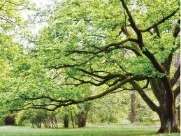 Dec 22, 2015 · the twisted willow tree ( salix matsudana tortuosa) is a large, aesthetically pleasing tree that's prized for its characteristic twisting and winding branches. Just Like Us Trees Come In All Shapes And Sizes Independent Ie