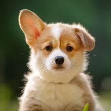 Corgi breeders in texas charge exorbitant fees (thousands of dollars) which may not even include any of the health services that corgi rescues in texas provide. 1 Welsh Corgi Puppies For Sale By Uptown Puppies