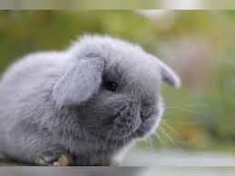 Männchen und weibchen sind auch behandelt. Zwerg Kaninchen Kaufen Zwerg Kaninchen Gebraucht Dhd24 Com