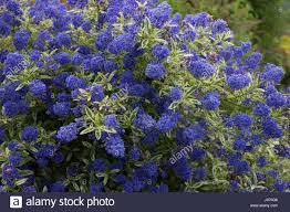 Department of agriculture, forest service, rocky common names: Ceanothus Lemon And Lime Beechmount Garden Centre