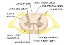 The arguments of f (v, y, a). 27 With The Help Of A Labelled Diagram Describe The Internal Structure Of Spinal Cord State Its Functions Also