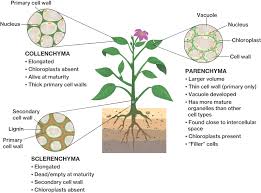 May 04, 2019 · prokaryotic cells. Plant Cell Types Course Hero