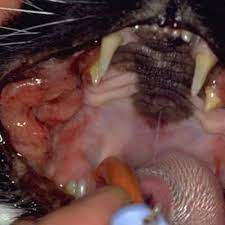 Though tongue cancer in cats does not tend to metastasize, or spread, to other areas of your cat the symptoms of tongue cancer in your cat will begin as minor and quickly escalate as the tumor he or she will also examine the jaw area to see if there is uneven size or shape, which could indicate the. Feline Oral Squamous Cell Carcinoma Bishops Stortford Vets