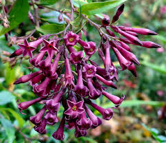 Image result for Cestrum × cultum