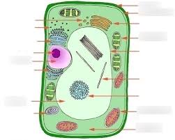 Check spelling or type a new query. Plant Cell Labled Diagram Quizlet