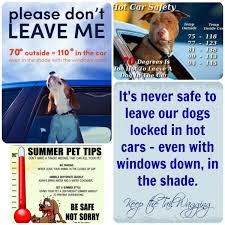 Dogs In Hot Cars A Company Emailed Me This Morning Asking Me To Write About Their Product That Makes It Safer For Veterinary World Network For Good Pet Hacks