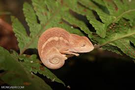 Maybe you would like to learn more about one of these? Female Panther Chameleon
