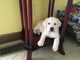 The puppies is a child hip hop duo composed of brother and sister calvin big boy mills and tamara dee mills. Beautiful Akc White Labrador Puppies For Sale In Loris South Carolina Classified Americanlisted Com