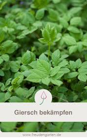 Pin Auf Unkraut Im Garten