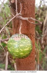 Image result for Lagenaria sphaerica